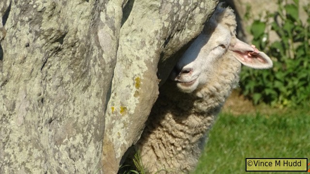 Some people like to touch, and even hug the Avebury stones - as do some sheep, it seems.
