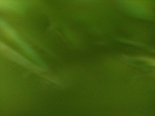 A green mess - the wind took the phone when the camera shutter was on a timer.