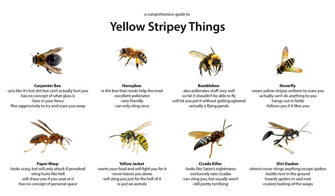 Different types of yellow stripey things - note that for bumble bee there is a comment that they may let you pet them.